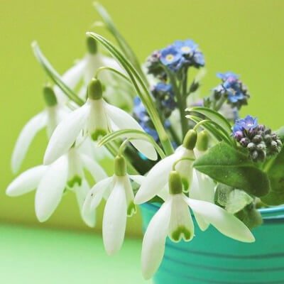 flower4